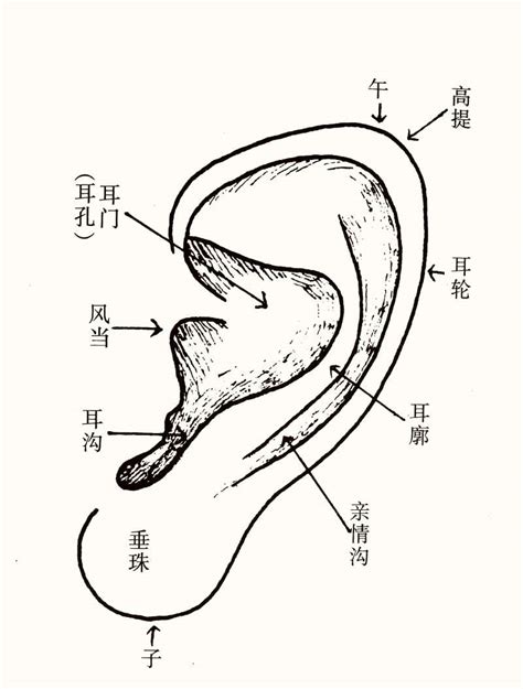 耳垂有線面相|耳垂面相算命图解